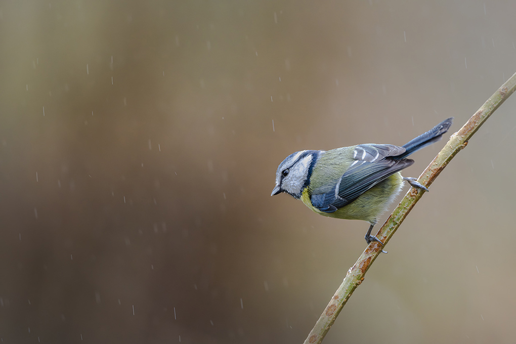 mésange bleue 2024 1.jpg