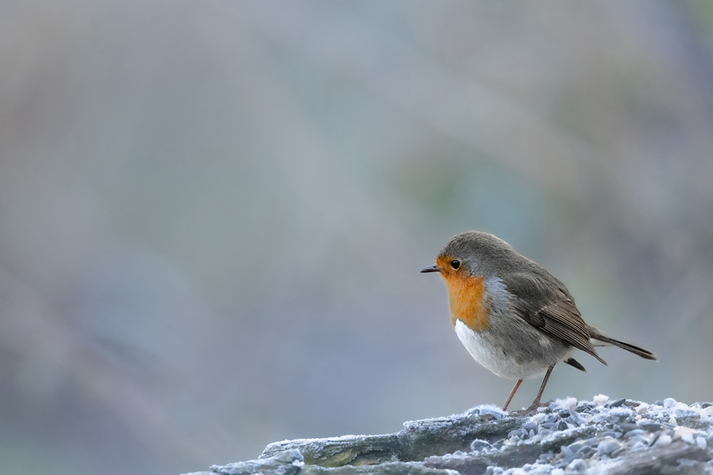 moineau domestique 2024 10a.jpg