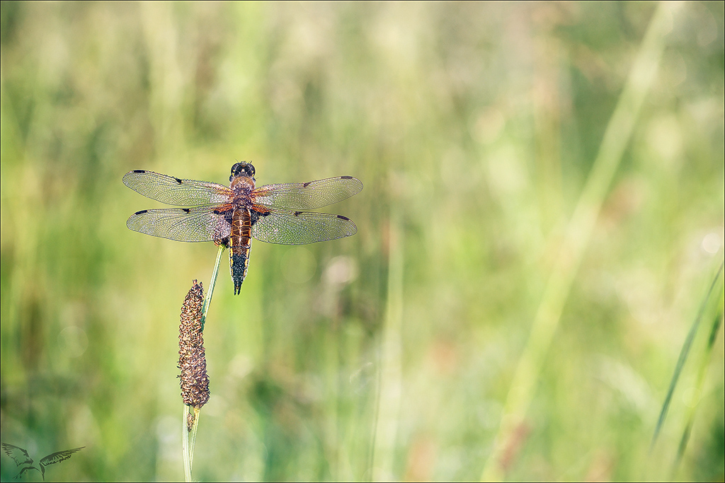 Libellula quadrimaculata.jpg