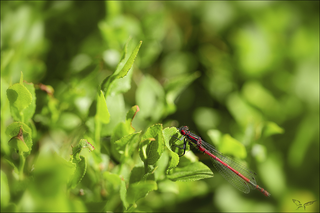 Nymphe au corps de feu -Pyrrhosoma nymphula ♂.jpg