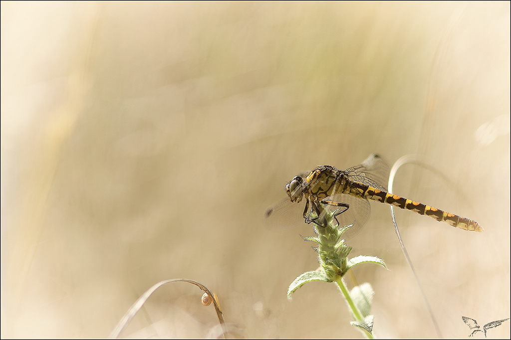 Onychogomphus uncatus ♀.jpg