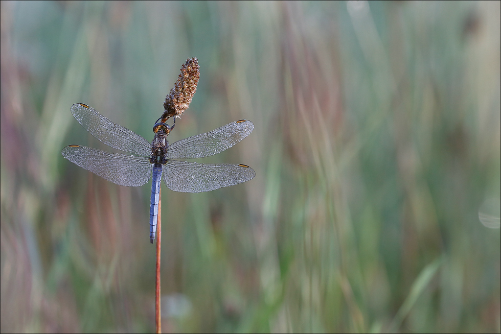 Orthetrum coerulescens.jpg