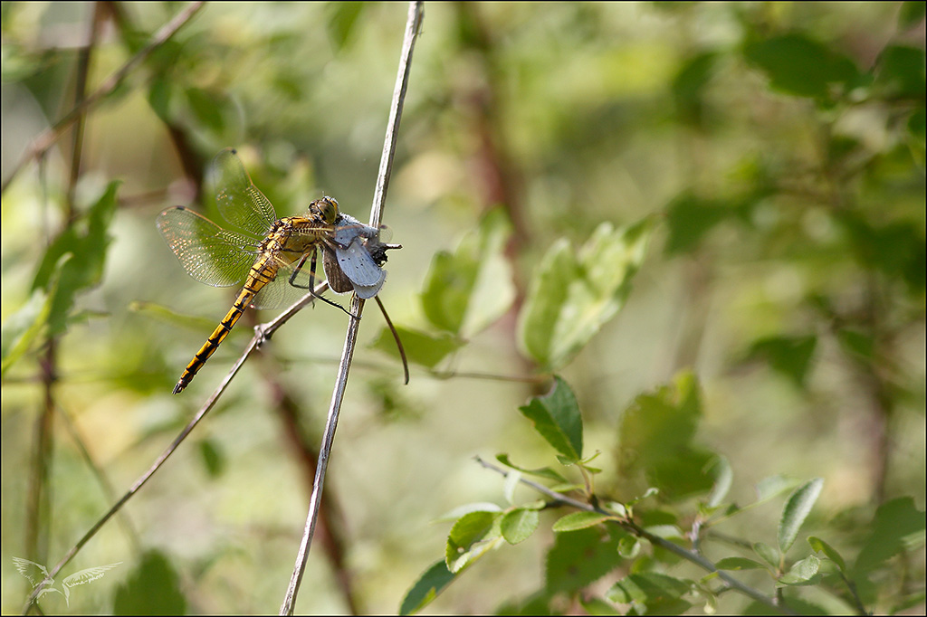 Prédation  Orthetrum cancellatum.jpg