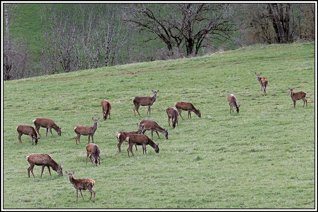 cerf(7354).jpg