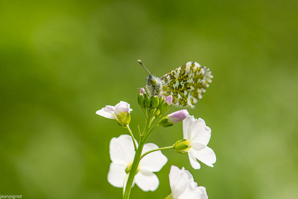 papillon aurore de face.JPG