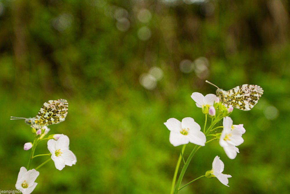 papillon aurore au grand angle (2).JPG