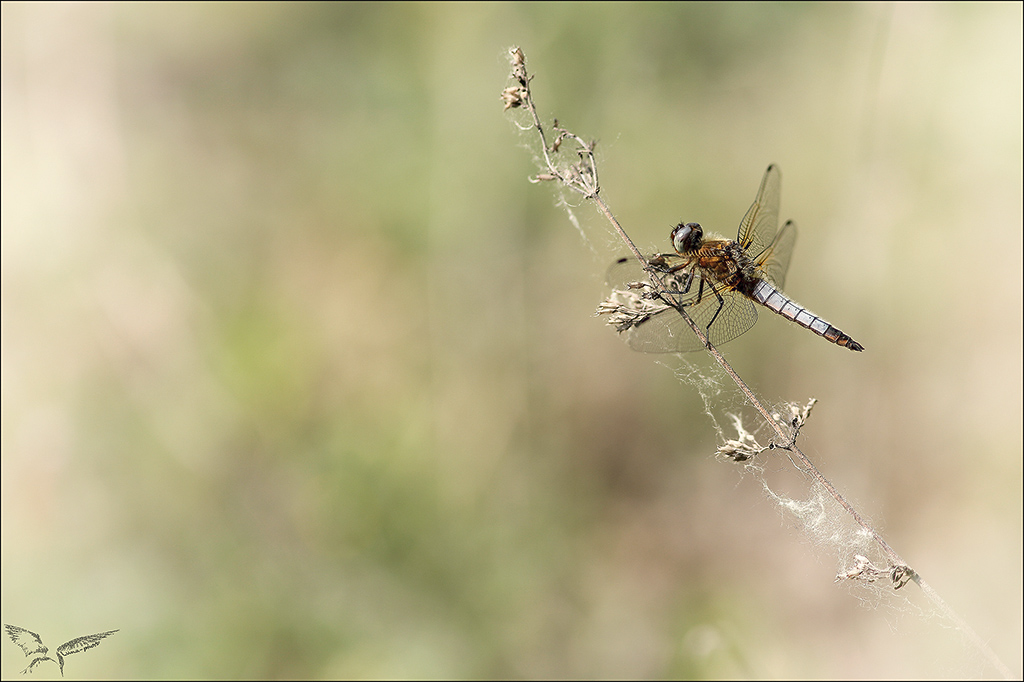 Libellula fulva ♂.jpg