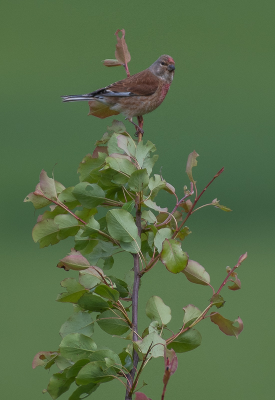 Linotte mélodieuse-1.jpg