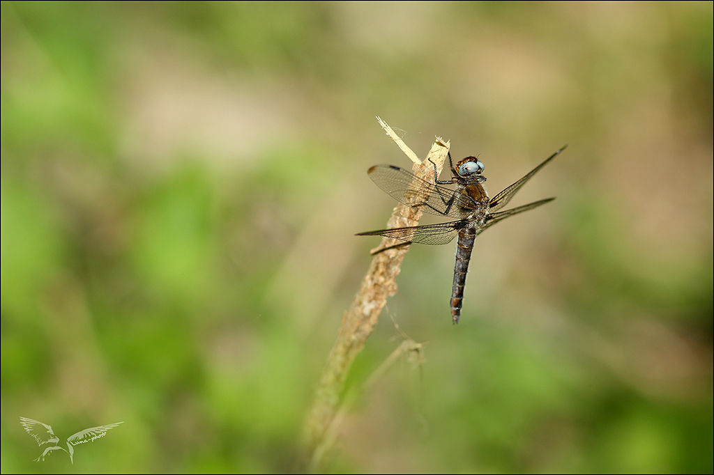 Libellula fulva_mat.jpg