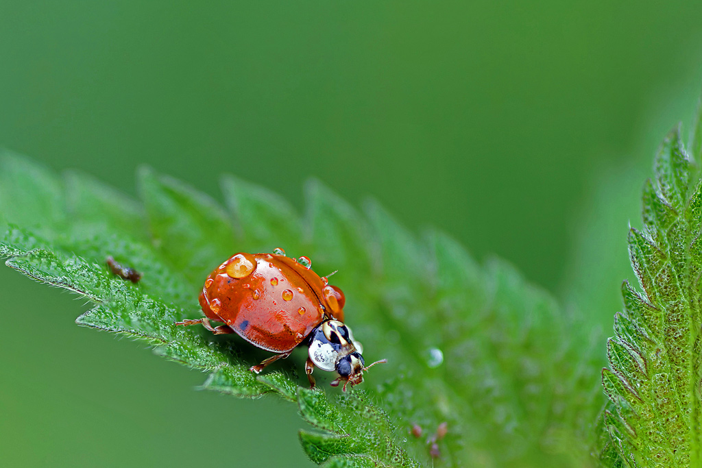 coccinelle_asiatique(Harmonia-axyridis)(01).jpg