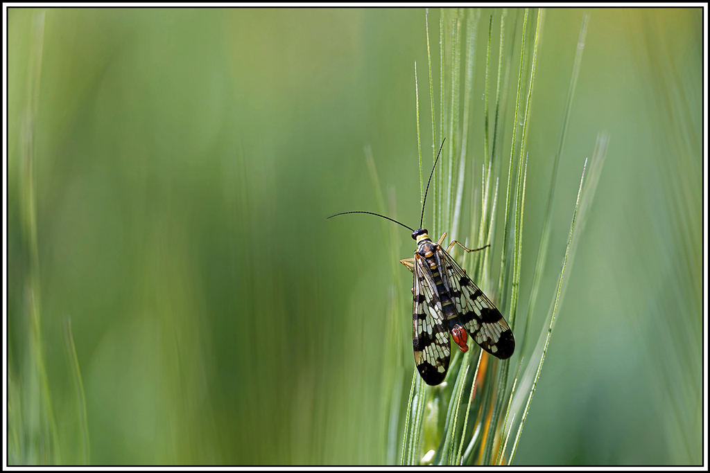 Panorpe_vulgaire(Panorpa_vulgaris)(9_14).jpg