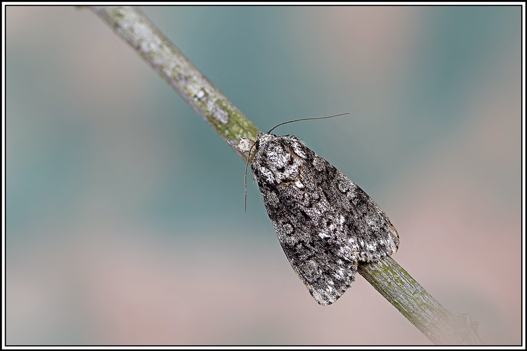 Noctuelle_de_la_patience(Acronicta_rumicis)(9_11).jpg