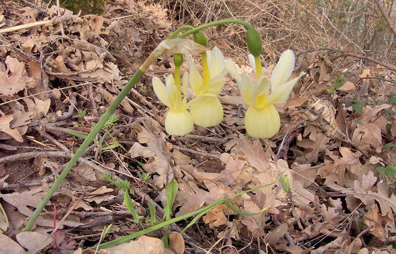 fleur_Casas-del-Monte_PAN_2010-03-28_001_copie.jpg