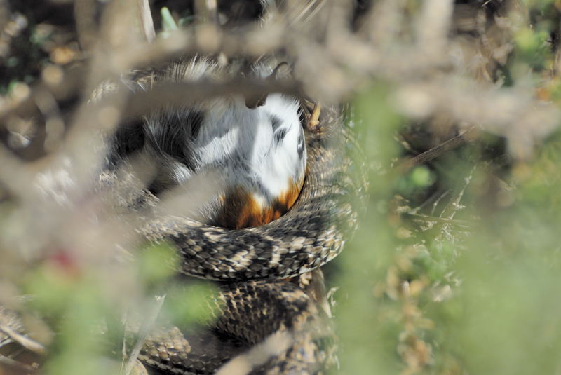 Erithacus_rubecula_Malpolon_monspessulanus_Port-la-Nouvelle_003.jpg