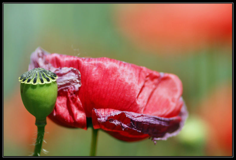 Coquelicots.jpg