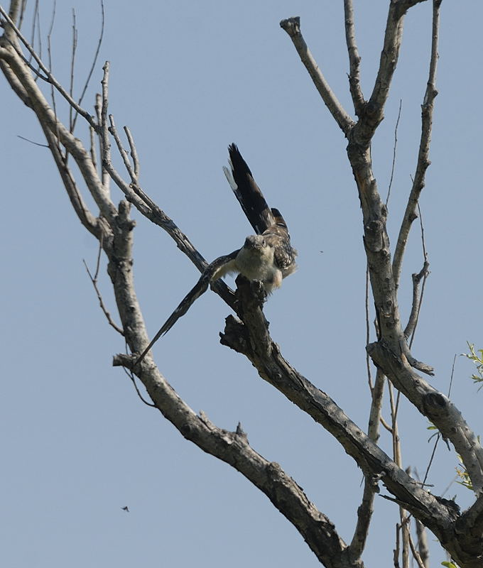 Clamator-glandarius-en-chasse_Salses-le-Chateau_2010-06-05_002.jpg