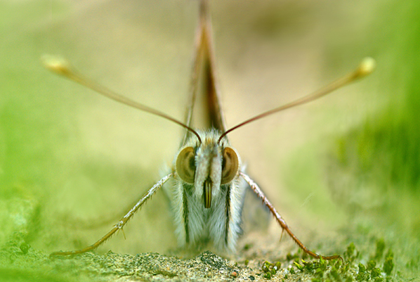 rencontre papillon réduit 5copie.jpg