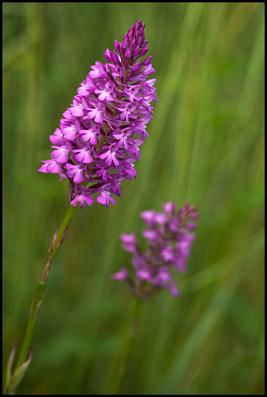 Orchis pyramidal - Anacamptis pyramidalis-1.jpg