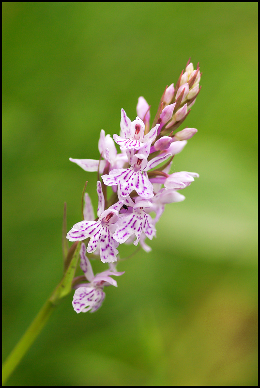 Orchis tacheté - Dactylorhiza maculata.jpg