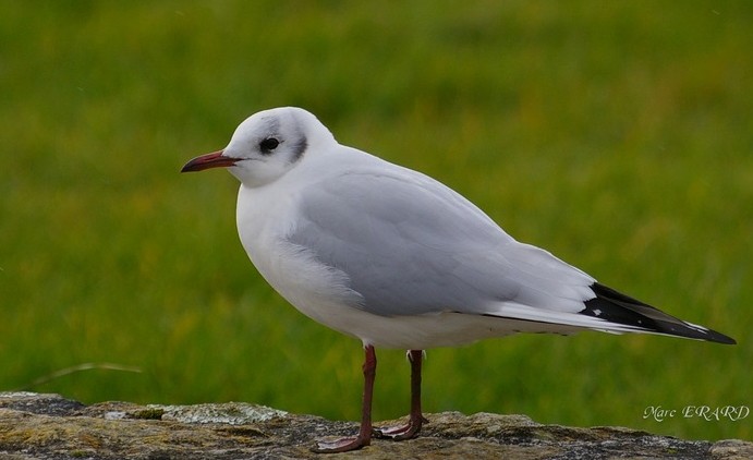 Mouette rieuse.jpg