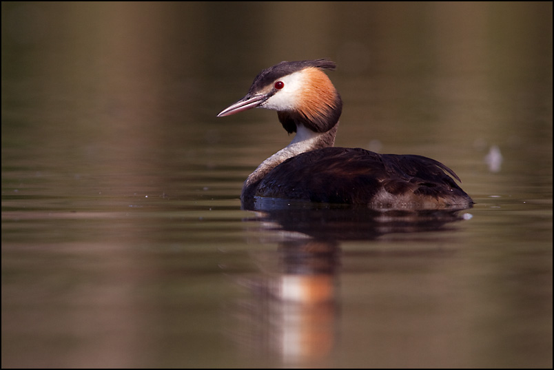 grebe 4.jpg