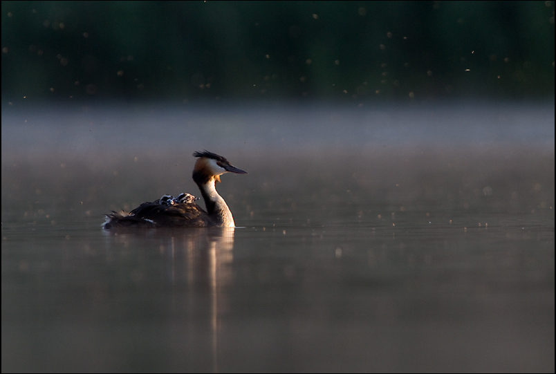 grebe 7.jpg