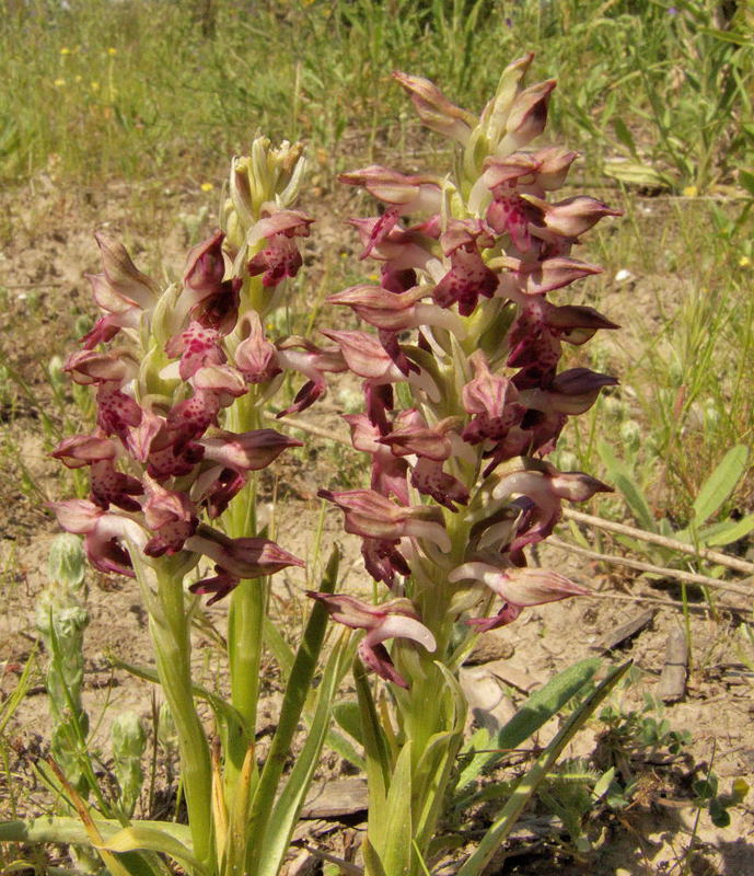 Orchis-coriophora-fragans_Chateaurenard_PAN_2010-05-26_001.copiejpg.jpg