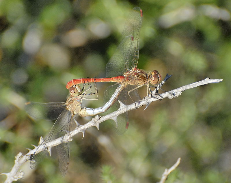 Sympetrum-meridionale_Port-la-Nouvelle_002_copie_1.jpg