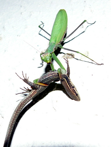 Mantes  Religieuse mangeant un Lézard redimentionné.jpg