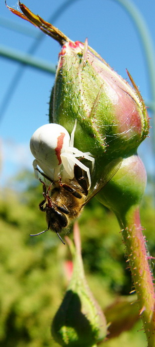 Misumena Vatia.jpg