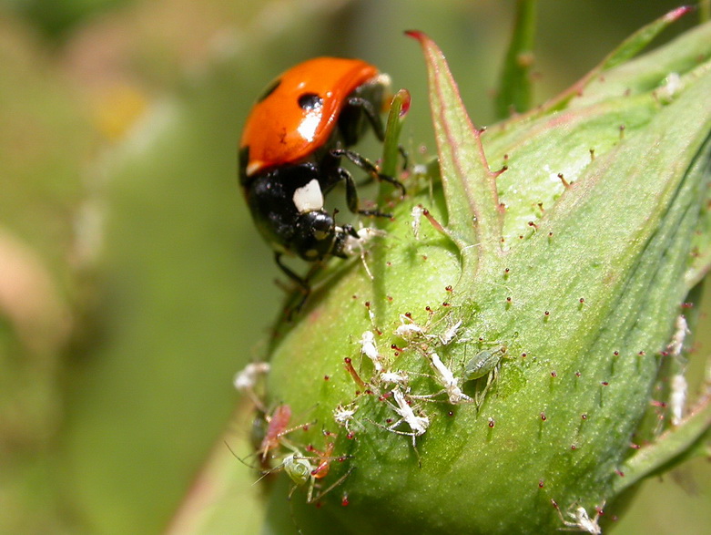 Coccinelle à 7 points 17.06.2006.jpg