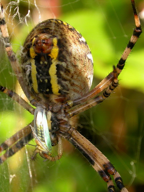 Argiope Bruennichi 1.jpg