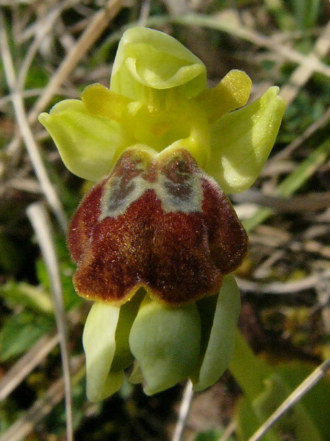 Ophrys Lupercalis-Coteau de chez Brau 51.jpg