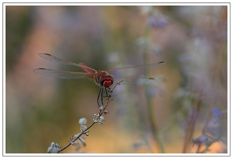 petite-libellule-rouge.JPG