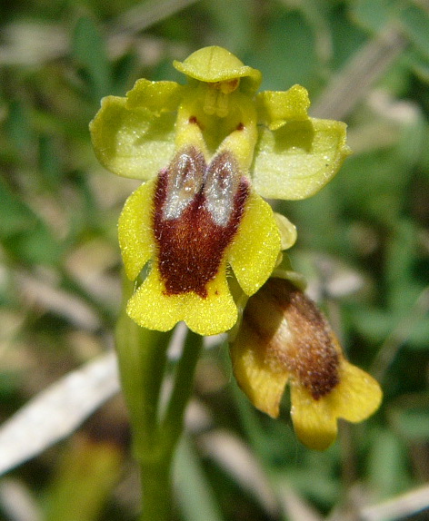 Ophrys Lutea.jpg