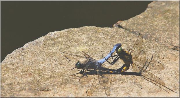 Orthetrum brunneum 1.jpg