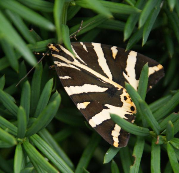 07 aout 2010 papillon du jardin.JPG