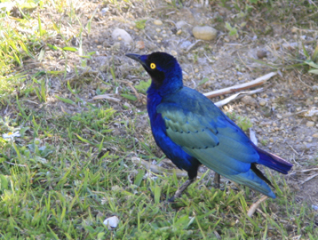 oiseau bleu 4761b.jpg