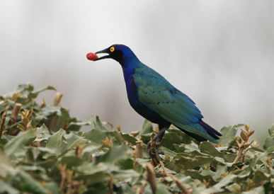 oiseau bleu 4775.jpg