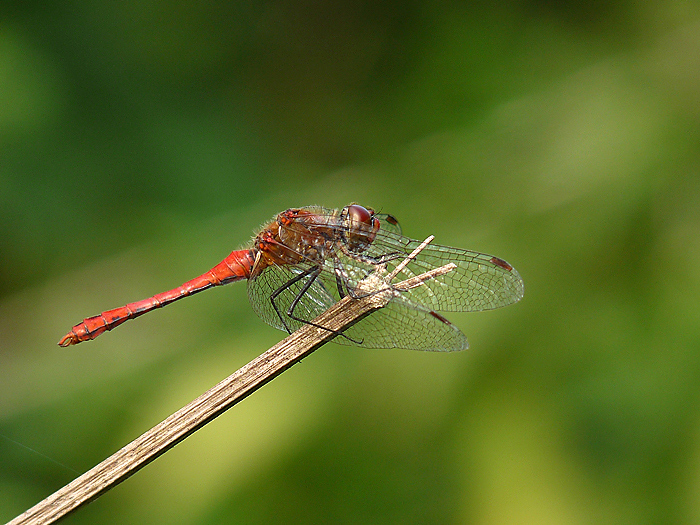 sympetrum700_256_P1780168.jpg