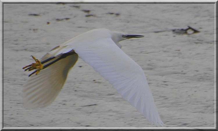 Aigrette garzette 6 bis.jpg