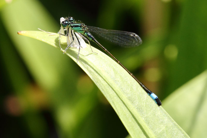 agrion-1.jpg