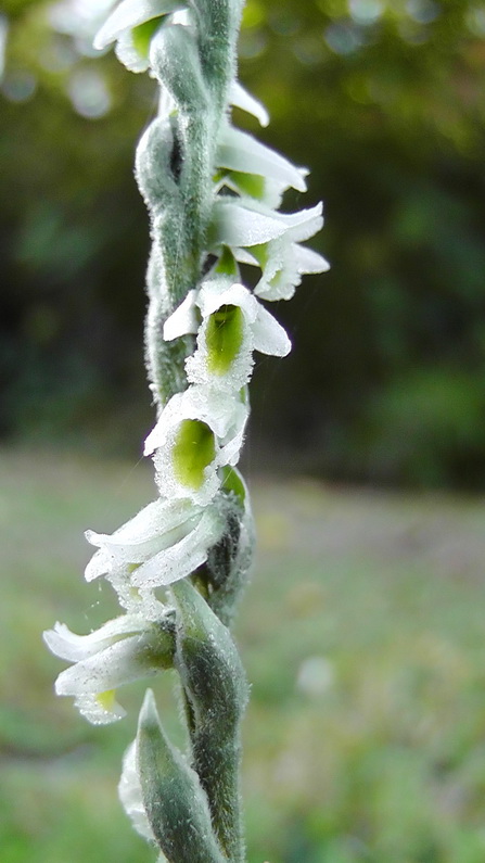 Spiranthes spiralis -Spiranthe d’automne-17.09.10 2.jpg