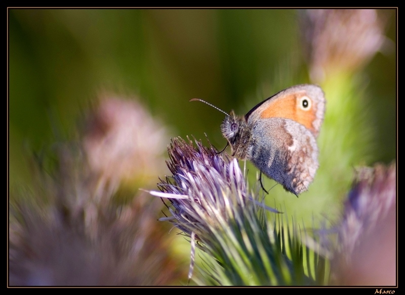 M_R_5335 Fadet commun ou procris (Coenonympha pamphilus).jpg