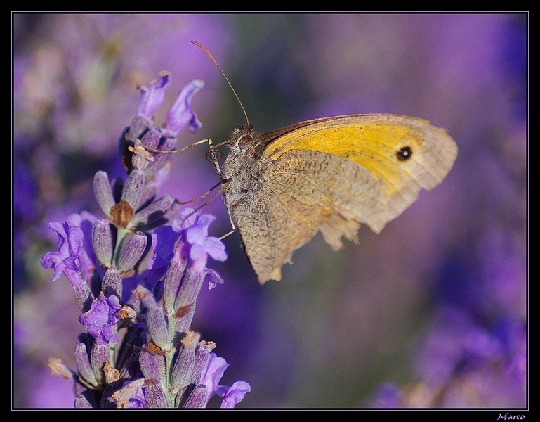 M_R_3433 Myrtil (Maniola jurtina).jpg