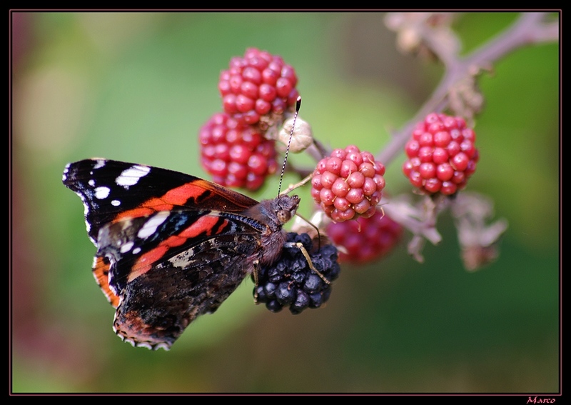 M_R_5923 b le VULCAIN ou ATALANTE (Vanessa atalanta)  (Lépidoptère Nymphalidae) copie.jpg