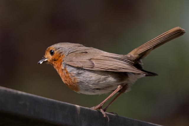 2010-05-14_Normandie_oiseaux_rouge-gorge-0011.jpg