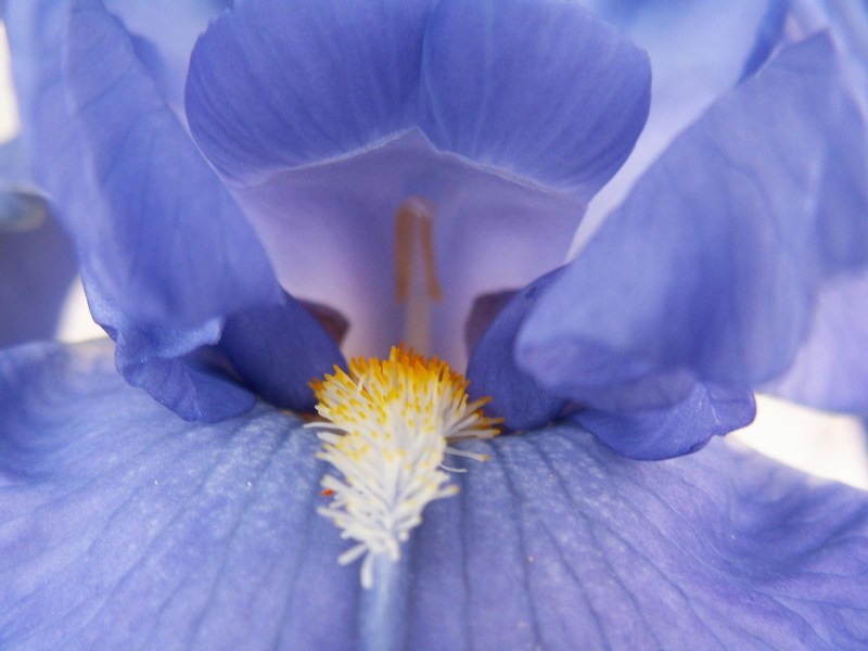 1-Coeur Iris Bleu 800x600.jpg