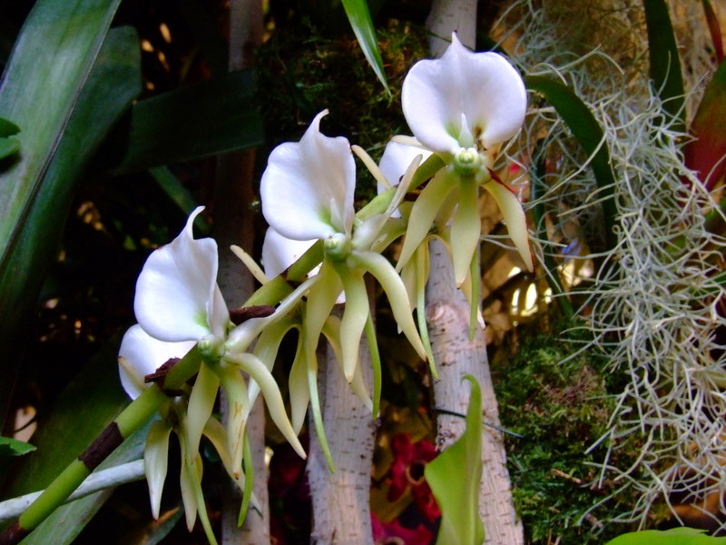 2008_0307orchidvaucelles0002.JPG