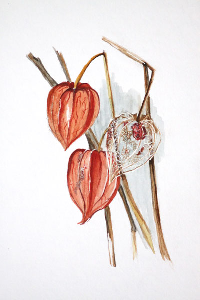 Physalis.jpg